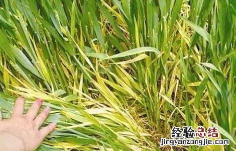 小麦黄化原因及防治方法 小麦苗期黄化的原因