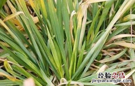 小麦黄化原因及防治方法 小麦苗期黄化的原因