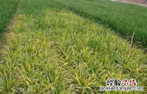 小麦黄化原因及防治方法 小麦苗期黄化的原因