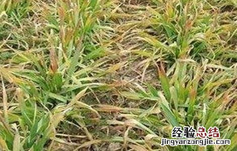 小麦黄化原因及防治方法 小麦苗期黄化的原因