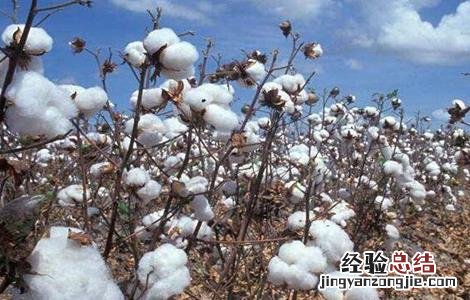 棉花的生长环境 棉花的生长环境特点