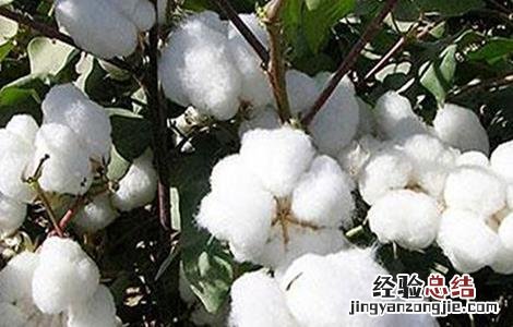 棉花的生长环境 棉花的生长环境特点