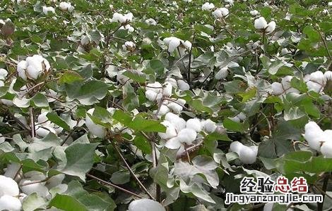 棉花的生长环境 棉花的生长环境特点