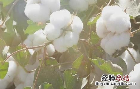 棉花的生长环境 棉花的生长环境特点