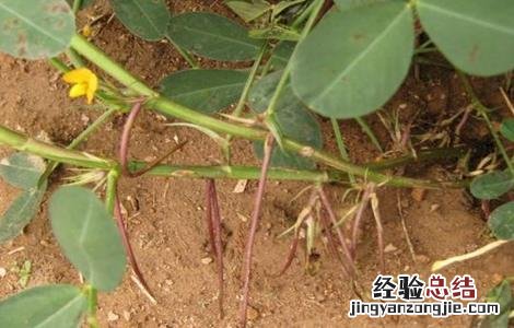 怎么防治花生疮痂病 花生疮痂病的防治