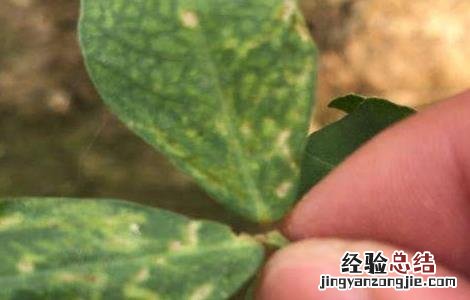 怎么防治花生疮痂病 花生疮痂病的防治