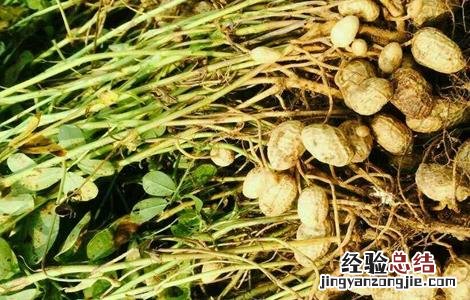 怎么防治花生疮痂病 花生疮痂病的防治