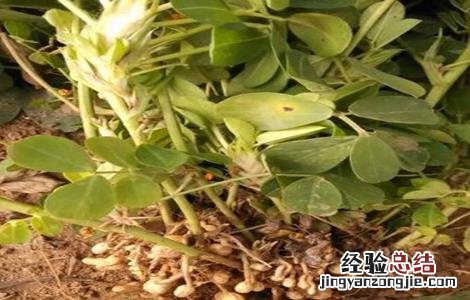 怎么防治花生疮痂病 花生疮痂病的防治
