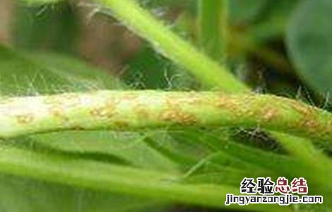 怎么防治花生疮痂病 花生疮痂病的防治