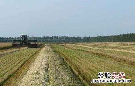 大麦种植注意事项 大麦种植注意事项是什么