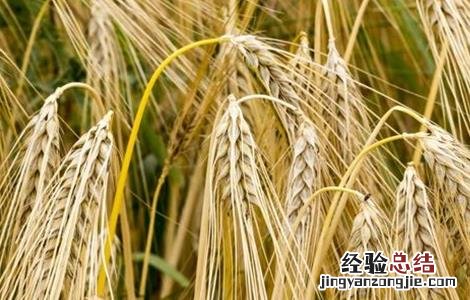 大麦种植注意事项 大麦种植注意事项是什么