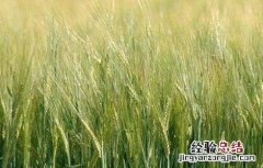 大麦种植注意事项 大麦种植注意事项是什么
