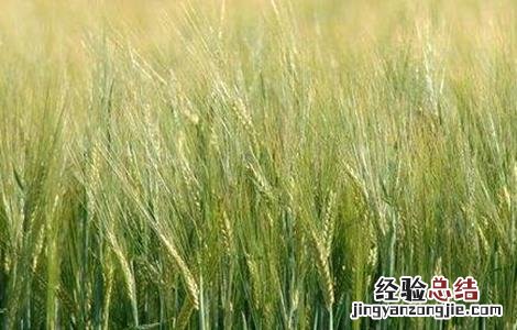 大麦种植注意事项 大麦种植注意事项是什么
