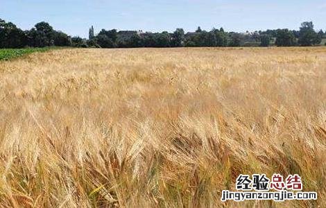 大麦种植注意事项 大麦种植注意事项是什么