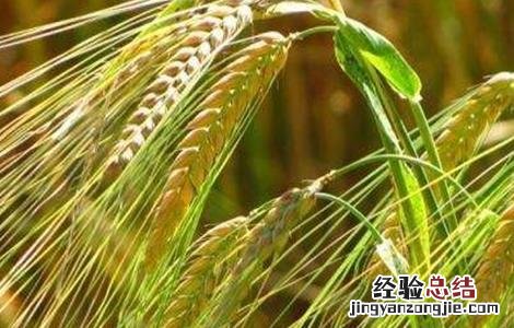 大麦种植注意事项 大麦种植注意事项是什么