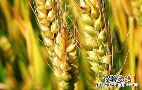大麦种植注意事项 大麦种植注意事项是什么