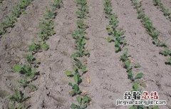 油菜死苗的原因与防治 油菜苗枯死是什么原因