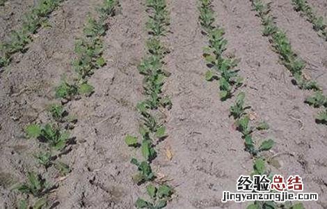 油菜死苗的原因与防治 油菜苗枯死是什么原因