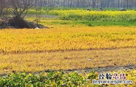油菜死苗的原因与防治 油菜苗枯死是什么原因