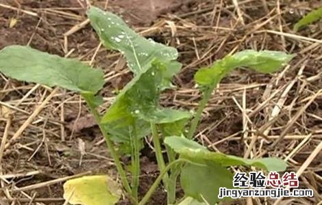 油菜死苗的原因与防治 油菜苗枯死是什么原因