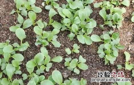 油菜死苗的原因与防治 油菜苗枯死是什么原因
