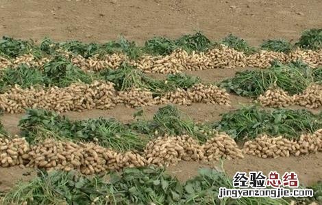 花生怎样种植才能达到高产量? 花生如何种植产量高