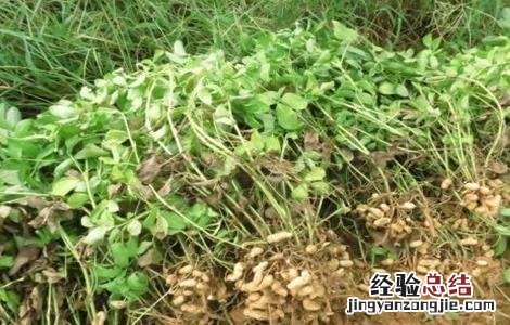 花生怎样种植才能达到高产量? 花生如何种植产量高