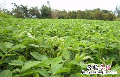 花生怎样种植才能达到高产量? 花生如何种植产量高