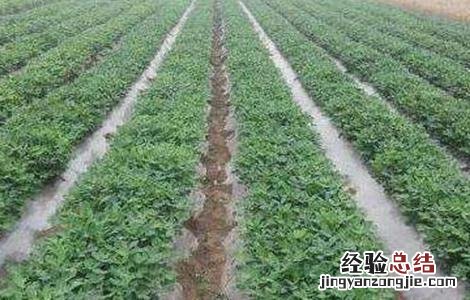 花生怎样种植才能达到高产量? 花生如何种植产量高