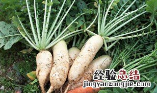 适合8月种的菜 适合8月份种的菜