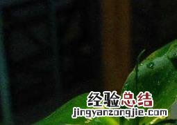 水培富贵竹的养法视频 水培富贵竹的养法