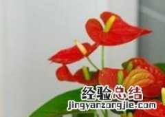 盆栽火鹤花的养殖方法 盆栽火鹤花怎么养才好?
