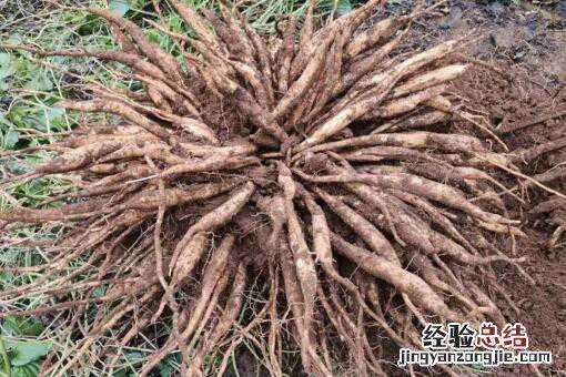 中药材百部种植前景怎么样 中药材百部种植前景怎么样啊