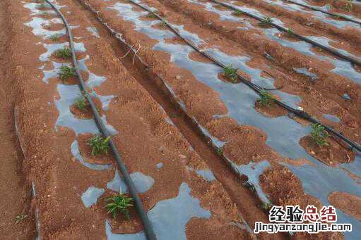中药材百部种植前景怎么样 中药材百部种植前景怎么样啊