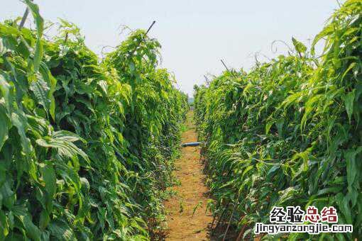 中药材百部种植前景怎么样 中药材百部种植前景怎么样啊