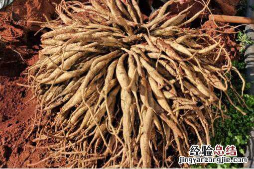 中药材百部种植前景怎么样 中药材百部种植前景怎么样啊