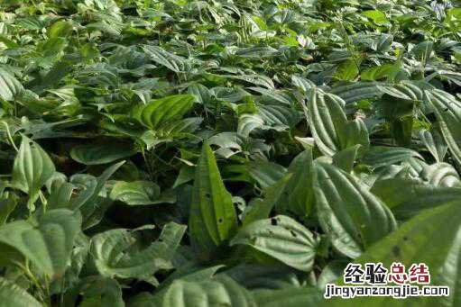 中药材百部种植前景怎么样 中药材百部种植前景怎么样啊