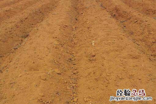 中药材百部种植前景怎么样 中药材百部种植前景怎么样啊