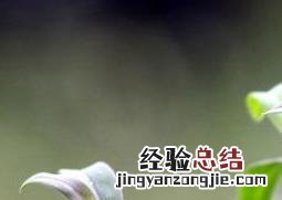 铁皮石斛的养殖方法和注意事项视频 铁皮石斛的养殖方法和注意事项