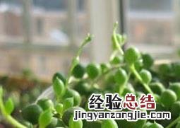 佛珠吊兰的养殖方法 佛珠吊兰的养殖方法和注意事项植物之家