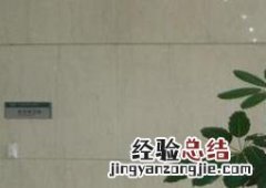 大叶伞养殖要注意什么 大叶伞的养殖方法和注意事项