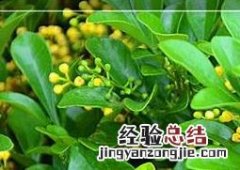 水培米兰花的养殖方法和注意事项 水培米兰花的养法