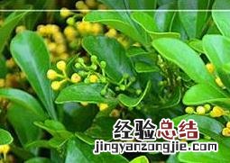 水培米兰花的养殖方法和注意事项 水培米兰花的养法