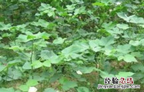 棉花种植注意事项和细节 棉花种植注意事项