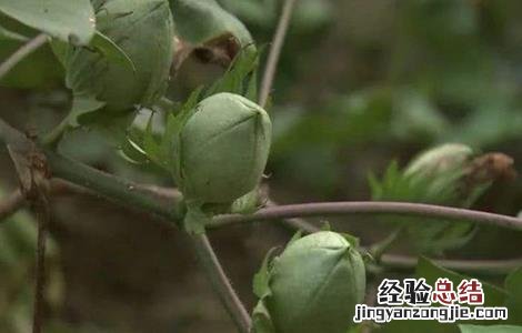 棉花种植注意事项和细节 棉花种植注意事项