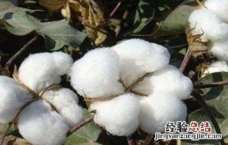 棉花种植注意事项和细节 棉花种植注意事项