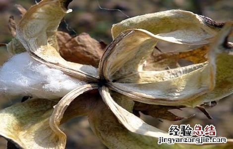 棉花种植注意事项和细节 棉花种植注意事项