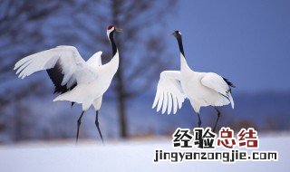 我国的丹顶鹤之乡是哪 丹顶鹤的家乡在哪个省