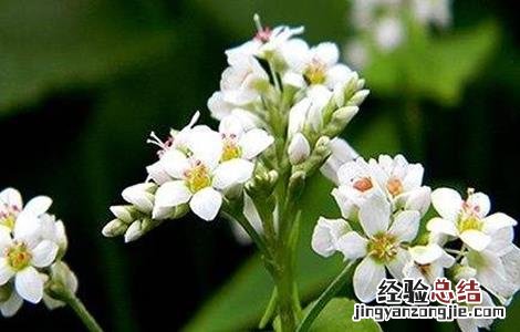 荞麦施肥技术规范 荞麦施肥技术