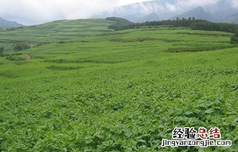 荞麦施肥技术规范 荞麦施肥技术